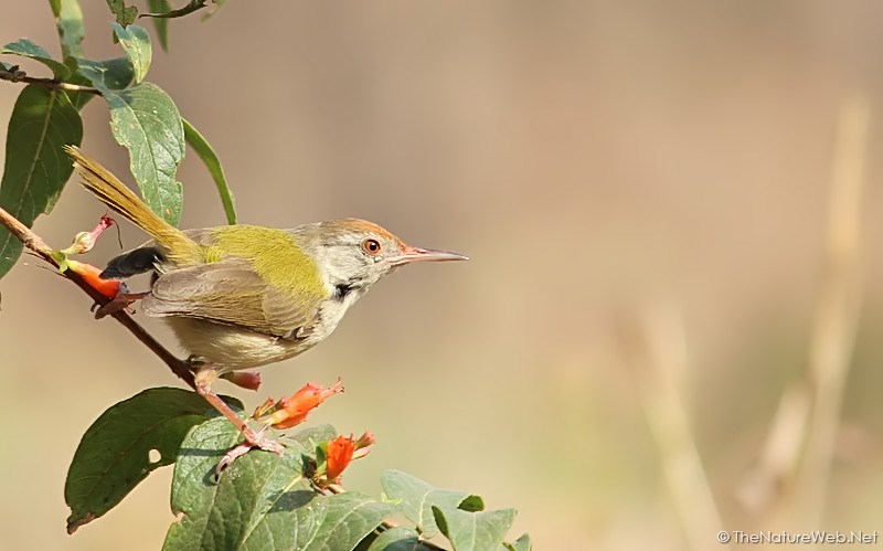 Common Tailorbird